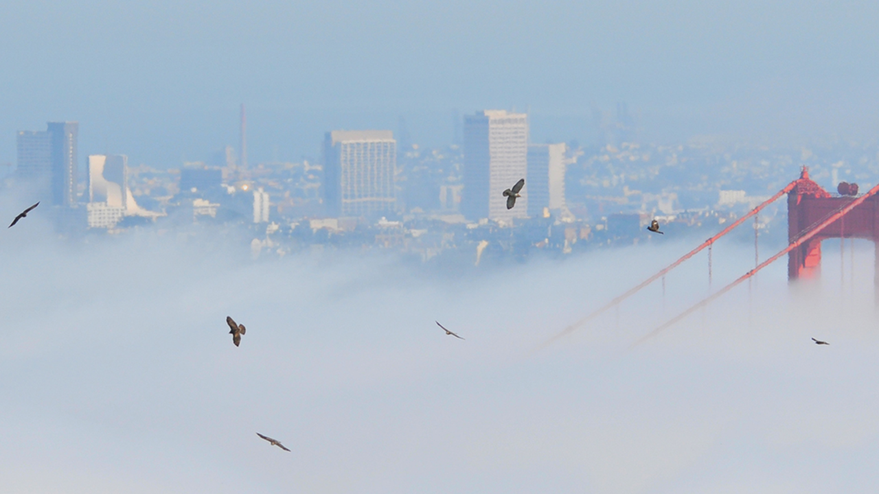 GeorgeEade_BWHA2012_2x1.jpg A "kettle" of raptors rises over the Golden Gate Bridge
