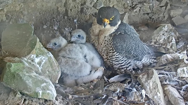 Peregrine Falcon with chicks