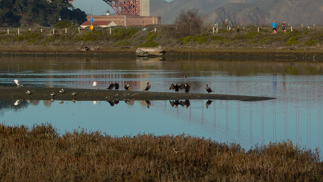 Birds resting on a sand bar in Crissy Marsh
