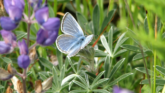 Mission blue butterfly on lupine plants
