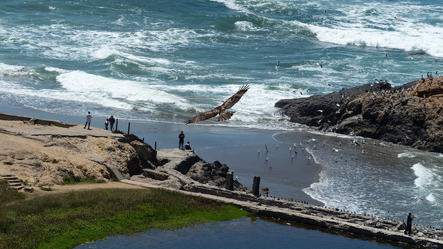 Hawk circling Sutro Baths