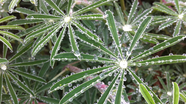 Water drops bejewel some lupine, the host plant for the endangered mission blue butterfly