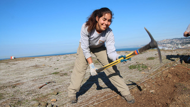 Breaking up the soil at Mori Point.