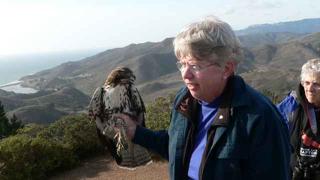 Marion Weeks holds a juvenile Red-tailed Hawk for radiotelemetry