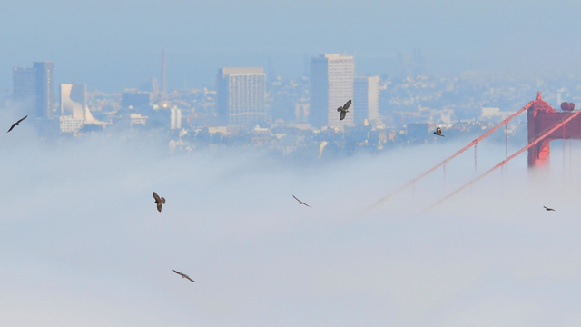 Hawks fill the skies above the Marin Headlands
