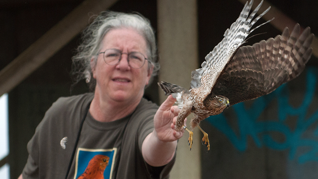 Siobhan Ruck releases a Sharp-shinned Hawk at a banding demo