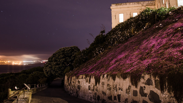 Two of the most-photographed icons in the park (Alcatraz and the Golden Gate) are captured in an astonishing, fresh way, thanks to a blanket of stars—and Persian carpet (Drosanthemum floribundum)