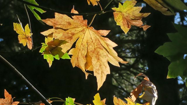 Big leaf maple leaves in the fall.