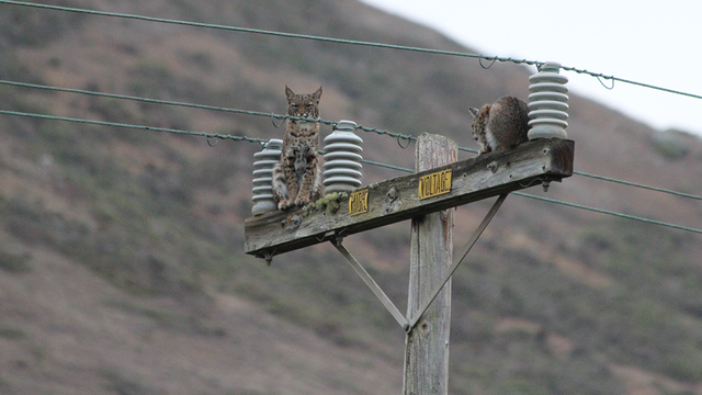 A Golden Gate Raptor Observatory volunteer snapped this photo in the Headlands; no one saw why the bobcats went up the pole, or when they came down.