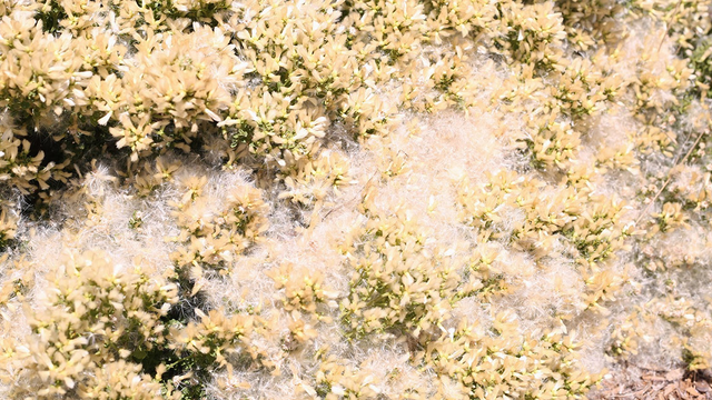 Coyote brush during the fall season.