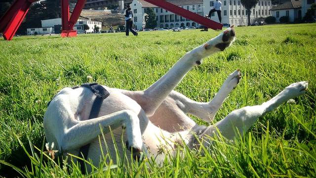 A canine connoisseur of modern art pays homage to one of the pieces by Mark di Suvero on Crissy Field