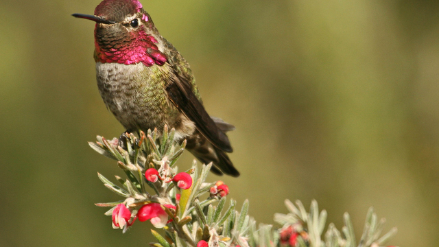 Colorful Anna's hummingbird perched on a branch with red flowers.