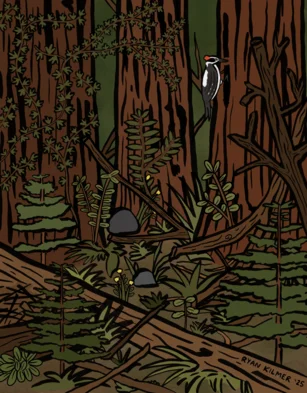 illustration of a forest in need of a beneficial fire