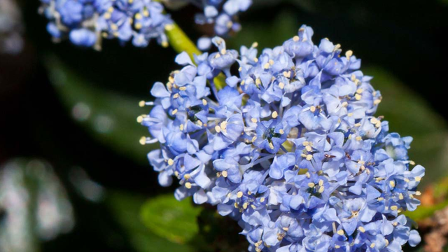 A blue blossom wildflower found in the Golden Gate National Parks.