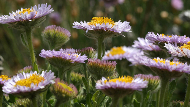 California seaside daisy found in the Golden Gate National Parks.