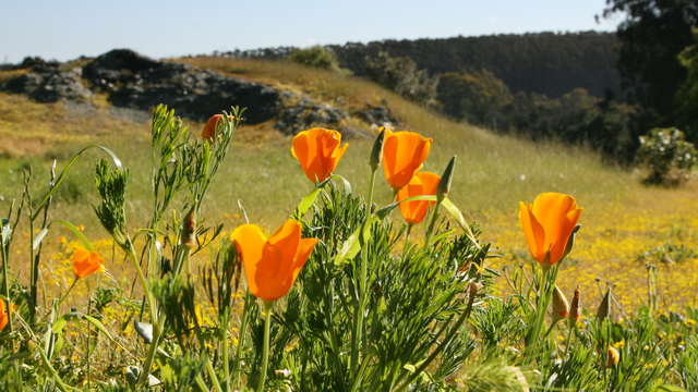 California poppies seen in the Golden Gate national parks.