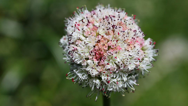 Coast buckwheat wildflower found in the Golden Gate National Parks.