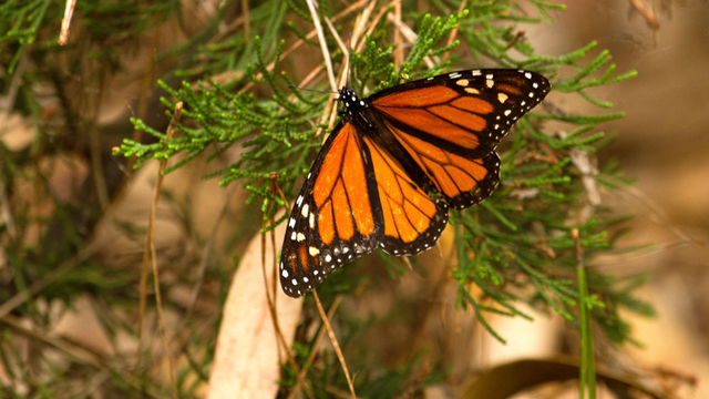 a black and orange spotted butterfly sits on a tree limb