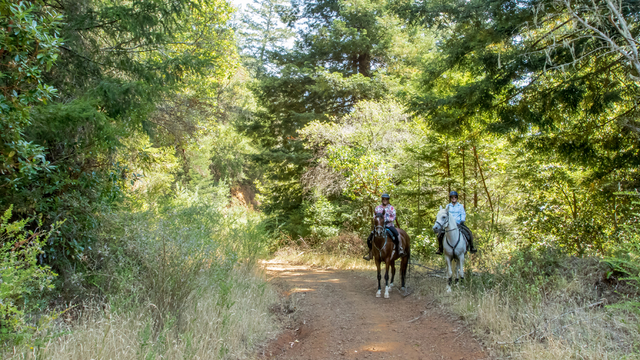 Horseback riding at Mount Tamalpais