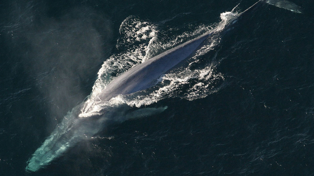 An adult blue whale swims in the ocean 