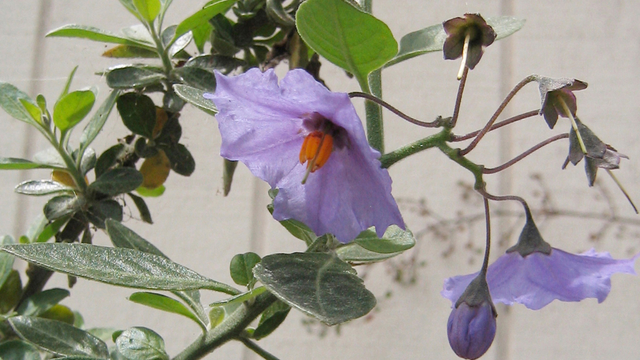 Blue witch nightshade