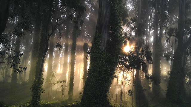 For the lucky ones among us who work at—or commute through—Rob Hill Campground in the Presidio, this fairyland-like sight never fails to enchant