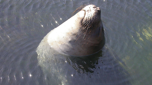 An elephant seal closes its eyes while keeping its head above water
