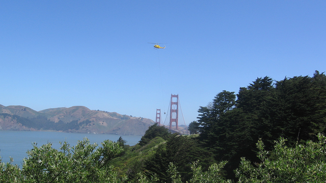 Helicopter removing trees at the Presidio bluffs