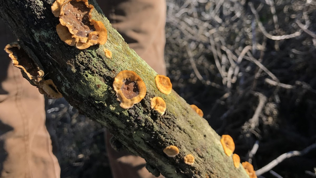 Hairy Curtain Crust (Stereum hirsutum) spotted at Fort Funston.