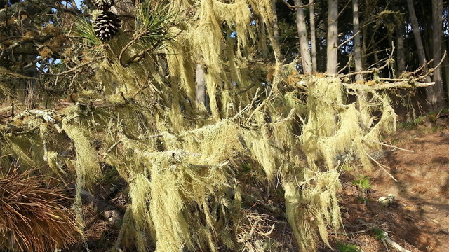 Lace Lichen (Ramalina menziesii) spotted in the Presidio.