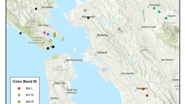 Map of the Bay Area with various points marking where turkey vultures bands were recovered. 