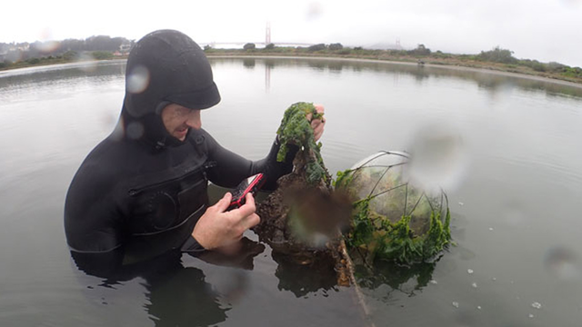 Measuring oyster growth at Crissy Marsh.