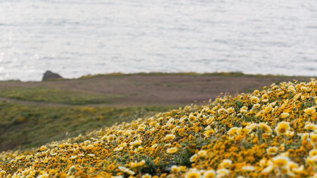 Yellow wildflowers on hill at Mori Point