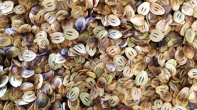seeds
