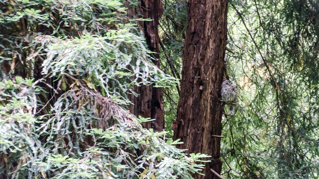 barred owl