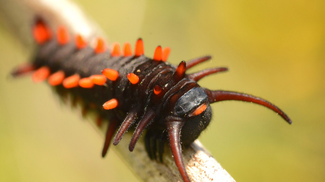 pipevine swallowtail butterfly