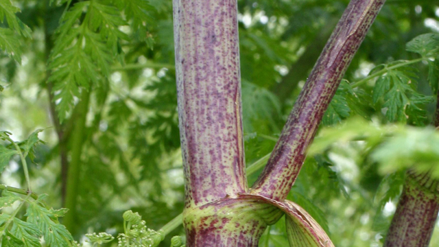 Poison hemlock