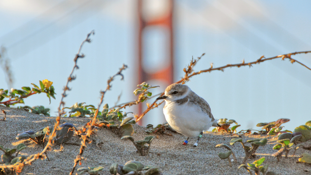 A Western snowy plover 