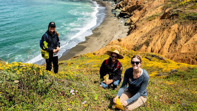 Academic interns collect seeds on the bluffs of Mori Point.