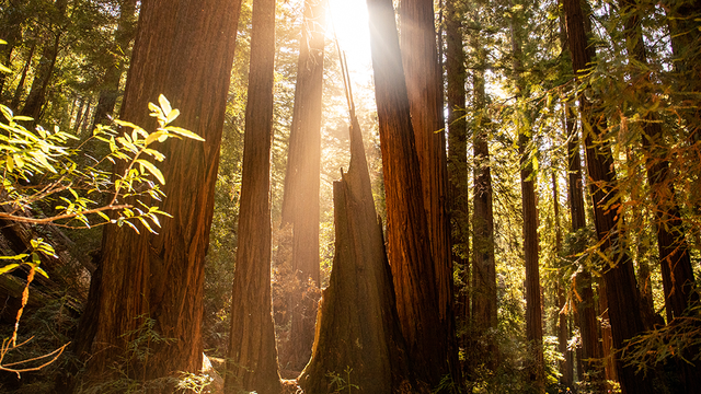 Sunlight shines through canopy at Muir Woods