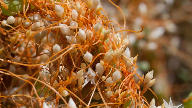 Saltmarsh dodder