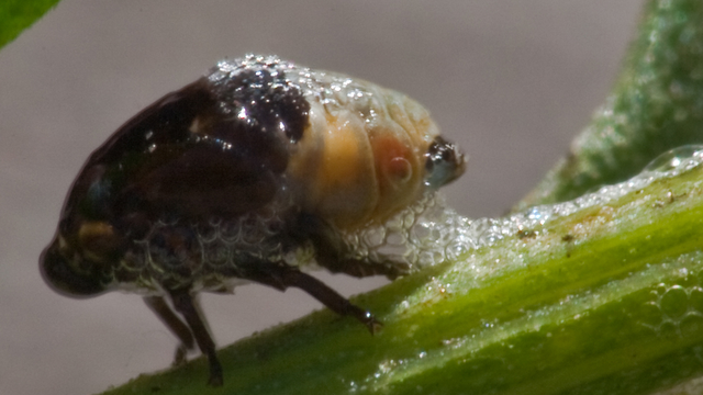 Spittlebug