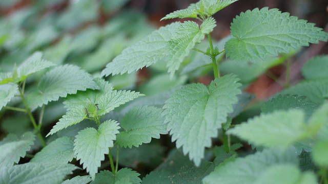 Stinging nettle.
