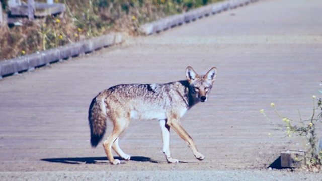 A coyote crosses the boardwalk, and poses for a photo, at Mori Point.