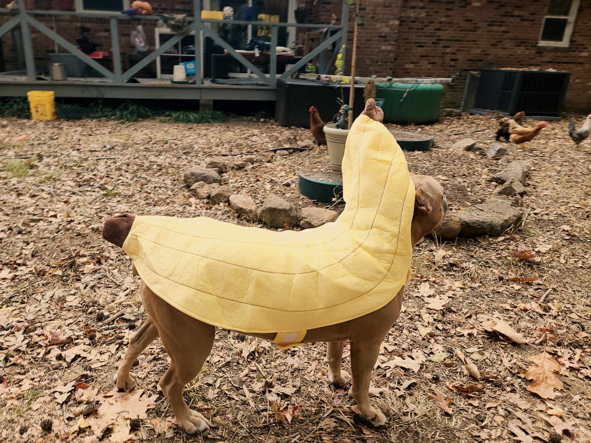 Charlie Banana