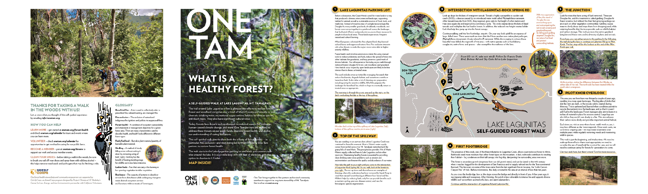 Pdf version of the forest walk