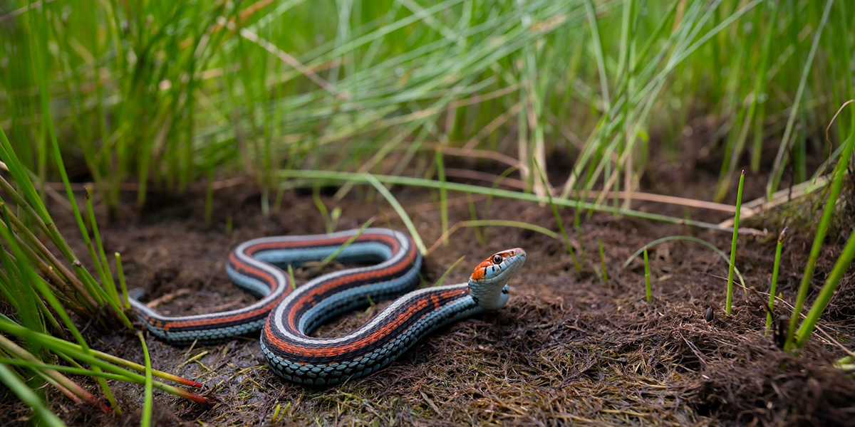 A San Francisco garter snake A San Francisco garter snake
