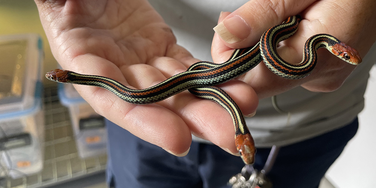 Three baby San Francisco garter snakes. Three baby San Francisco garter snakes being held by a worker at the San Francisco Zoo.