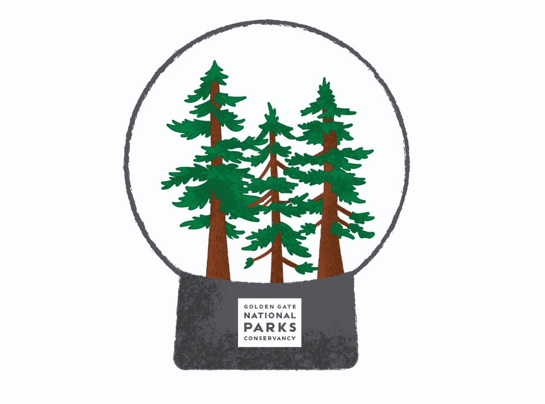 Graphic shows snow globe with redwoods