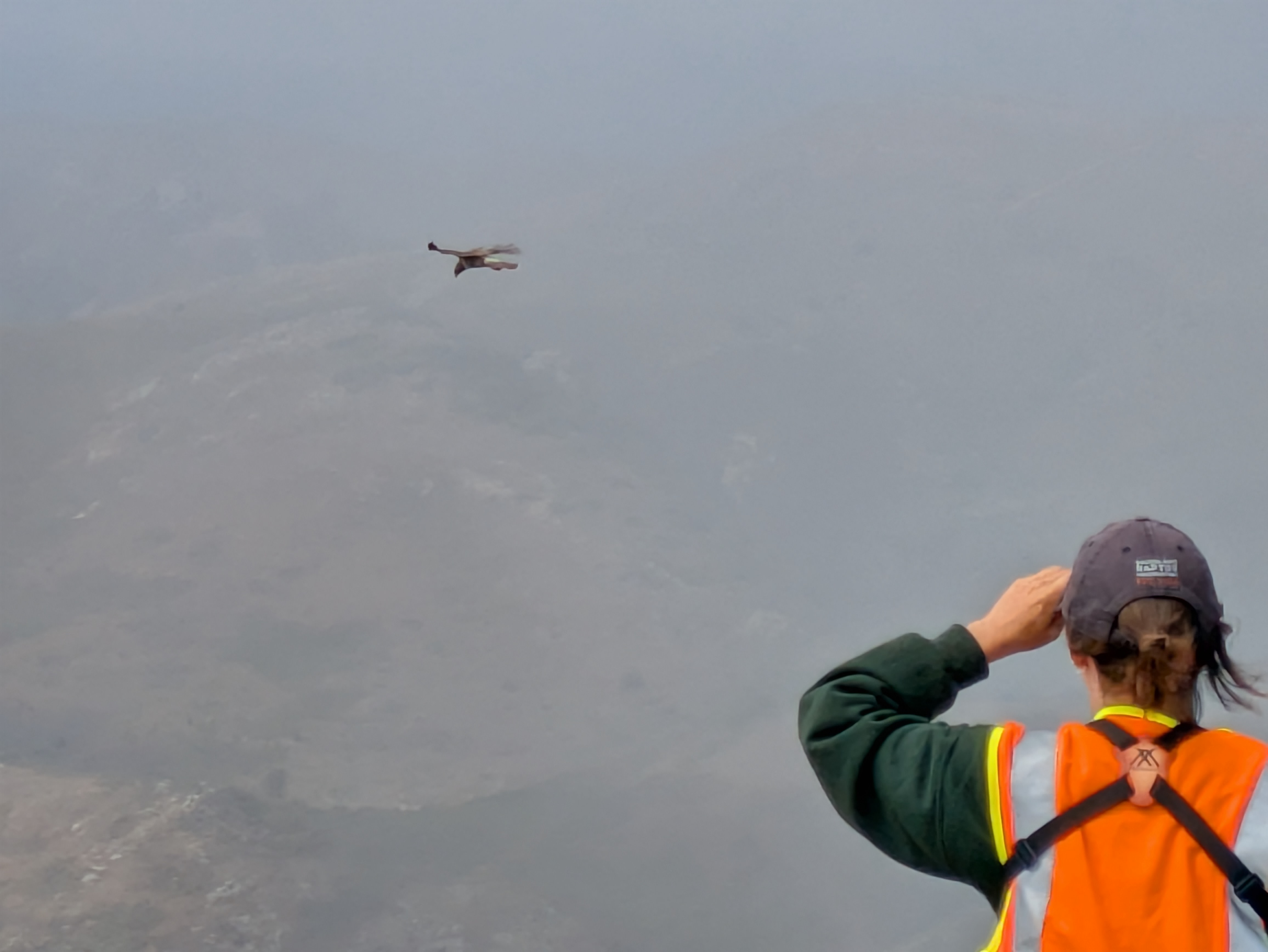 Volunteer in an orange vest at bottom right corner views a small dark brown hawk at left against a gray background.